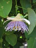 Passiflora actinia